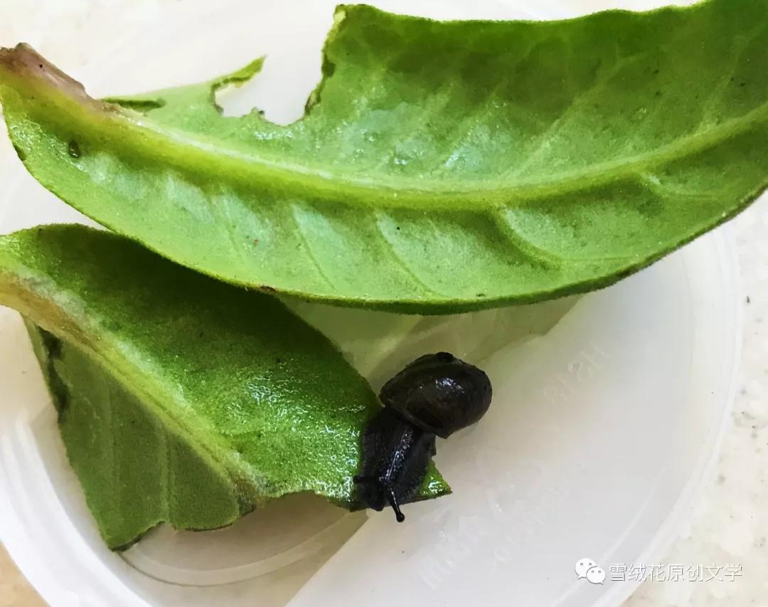 李晓云思茅,李晓云发过的作品