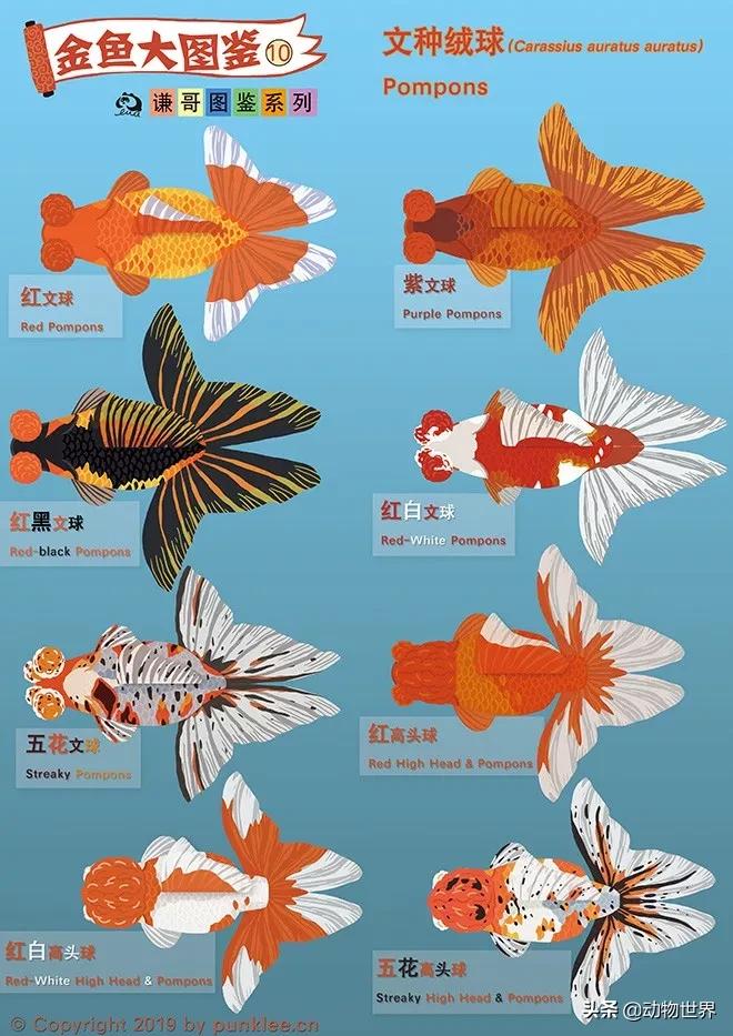 绒球金鱼品种图解,金鱼的品种图片大全大图