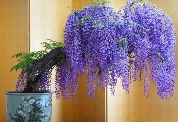 紫藤能盆栽吗怎么养,紫藤可以养花吗
