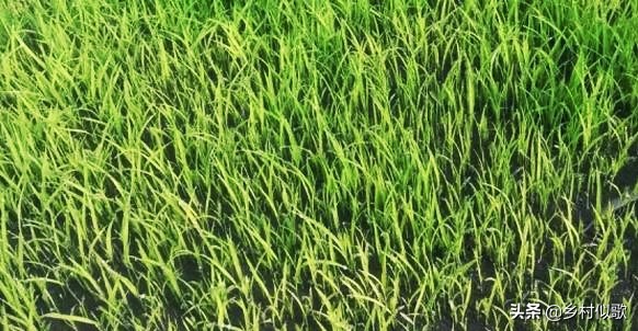 水稻哪个时期容易发生冻害,水稻什么时期最怕高温