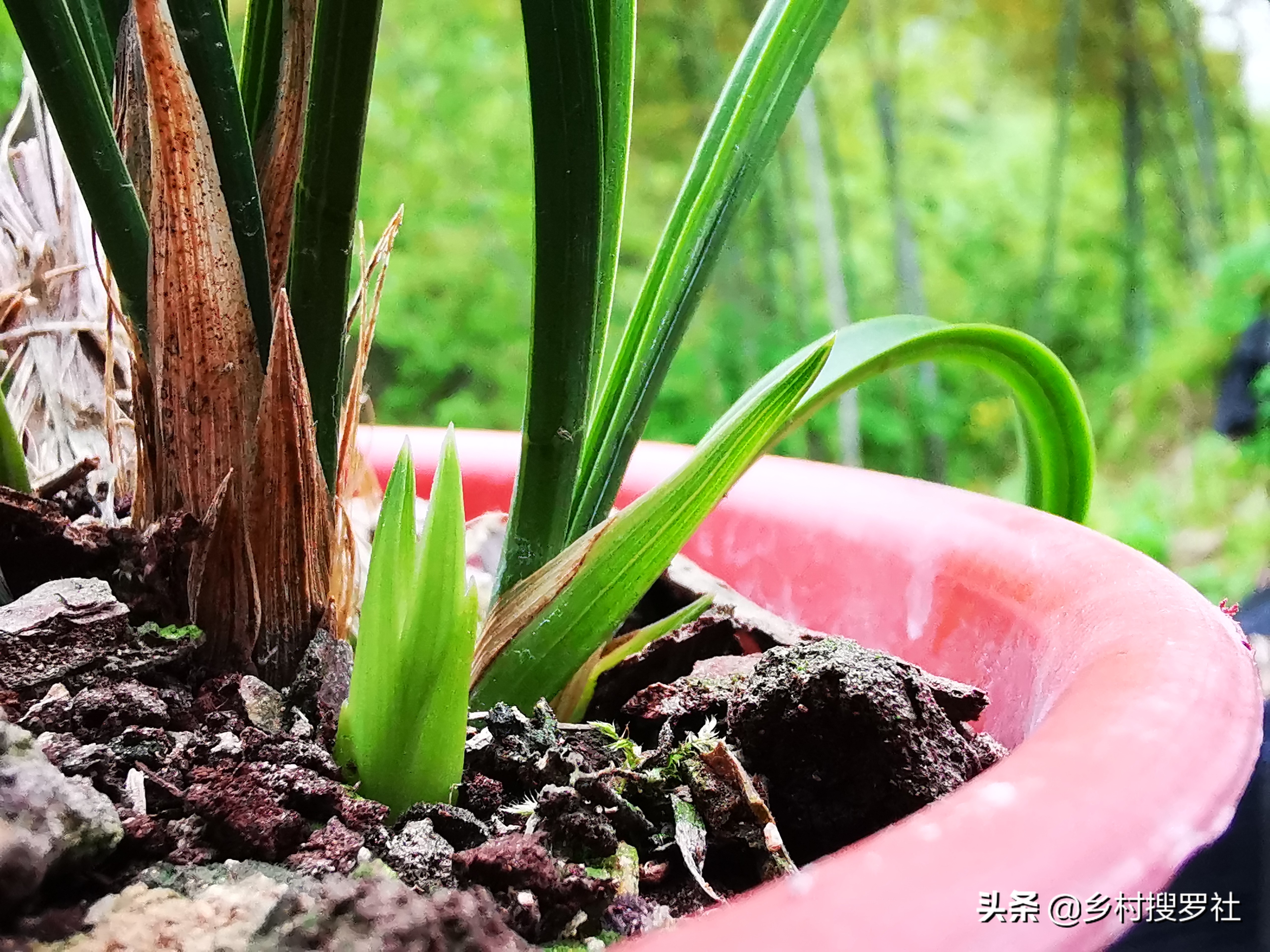 兰花新叶尖发黑是什么原因,兰花新叶片发黑怎么回事