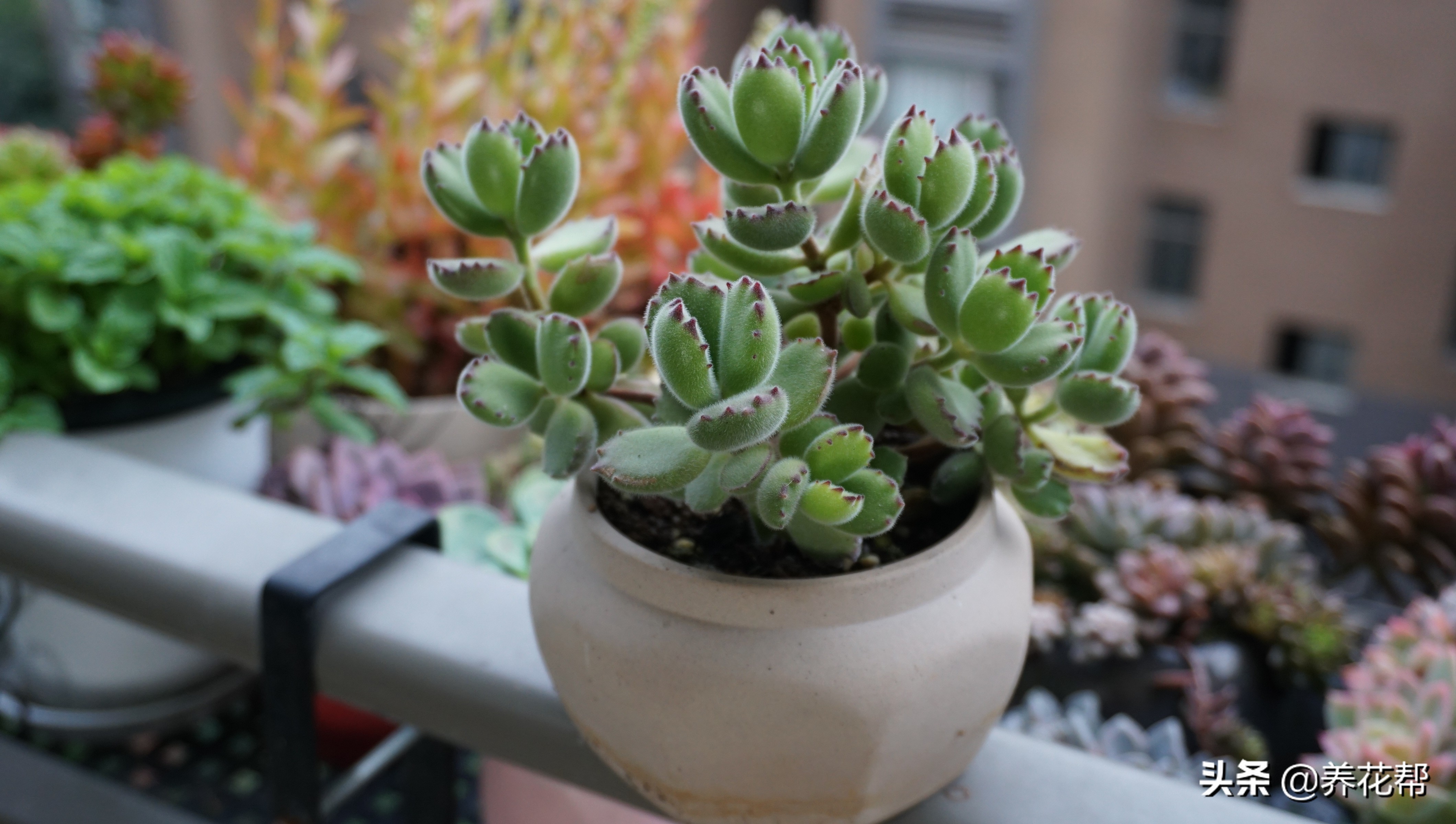 多肉熊童子出状态,多肉熊童子太茂盛了怎么办