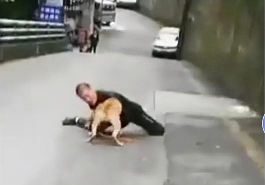 汪汪队比特犬街头咬住边牧,小型犬被边牧咬伤怎么办