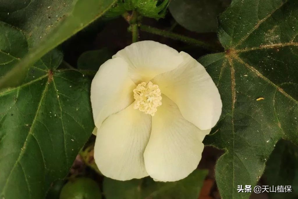 什么棉花种产量高,棉花高产量施肥技巧