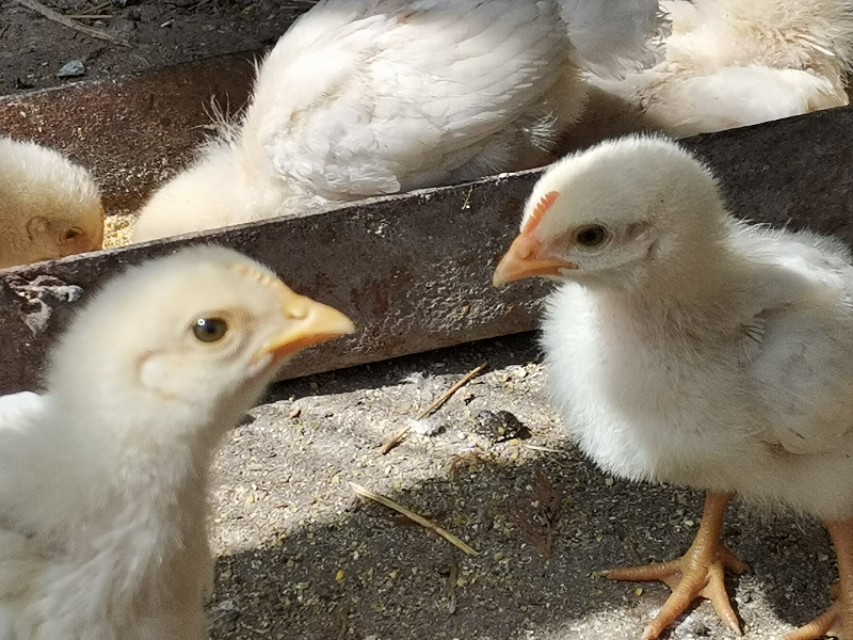 养鸡场小鸡怎么脱温的,雏鸡湿度管理图解