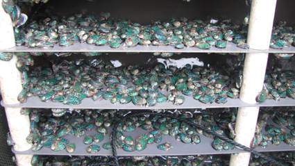 鲍鱼养殖怎么养得好吃,鲍鱼的养殖方法和注意事项