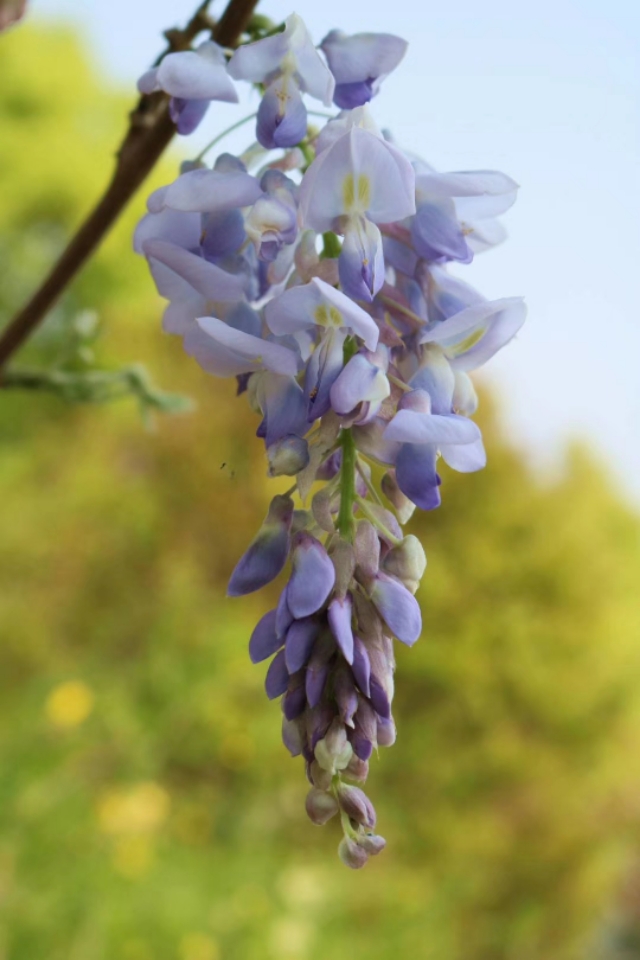 七绝紫玫瑰,七绝紫荷