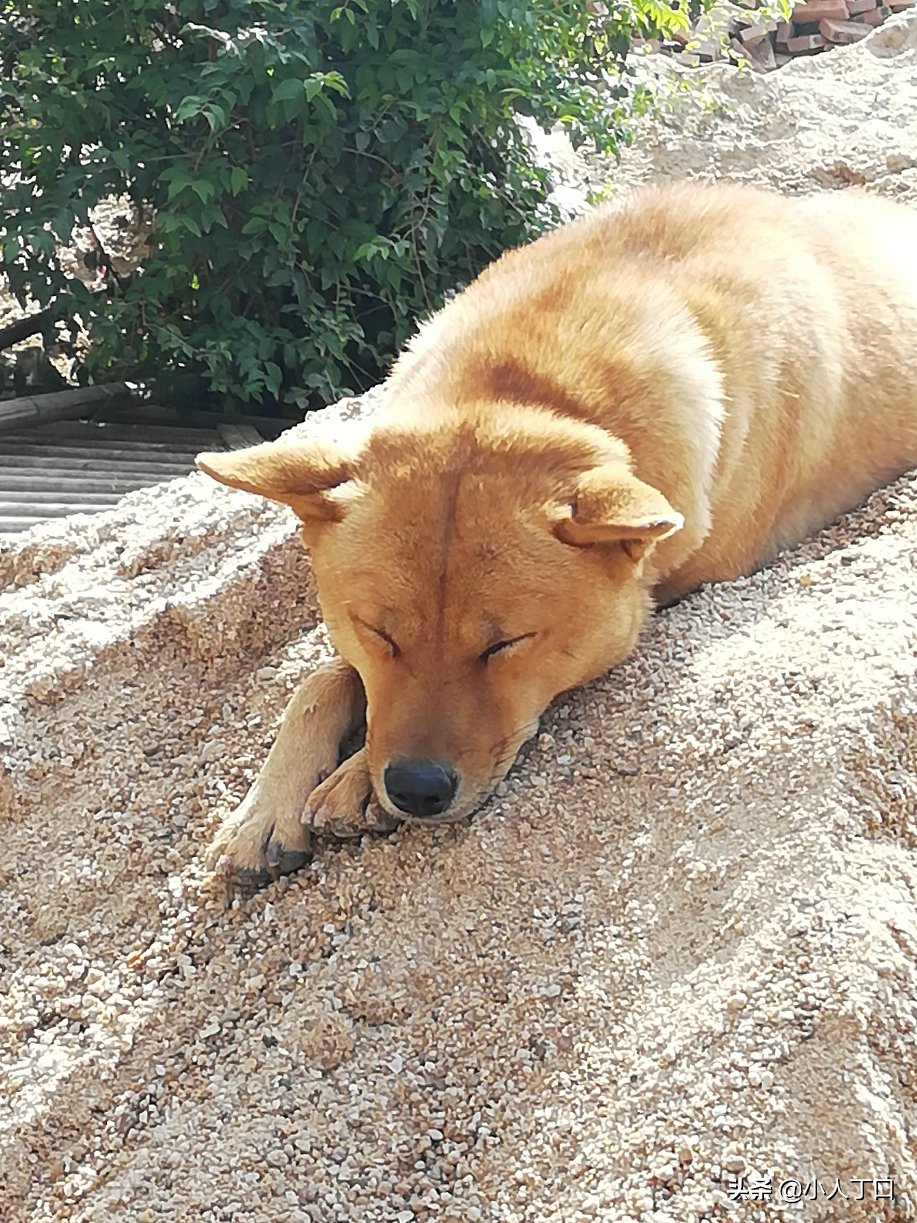 生活中常见的十种宠物狗，你认识多少？小白科普贴