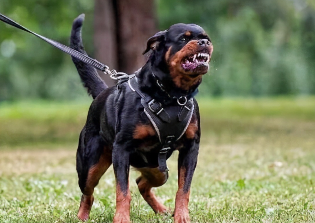 4种不适合养的狗狗你中招了吗,国内禁止饲养的狗狗都有哪些