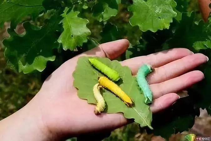 实用的高考冷门专业,有哪些很值得报考的冷门专业