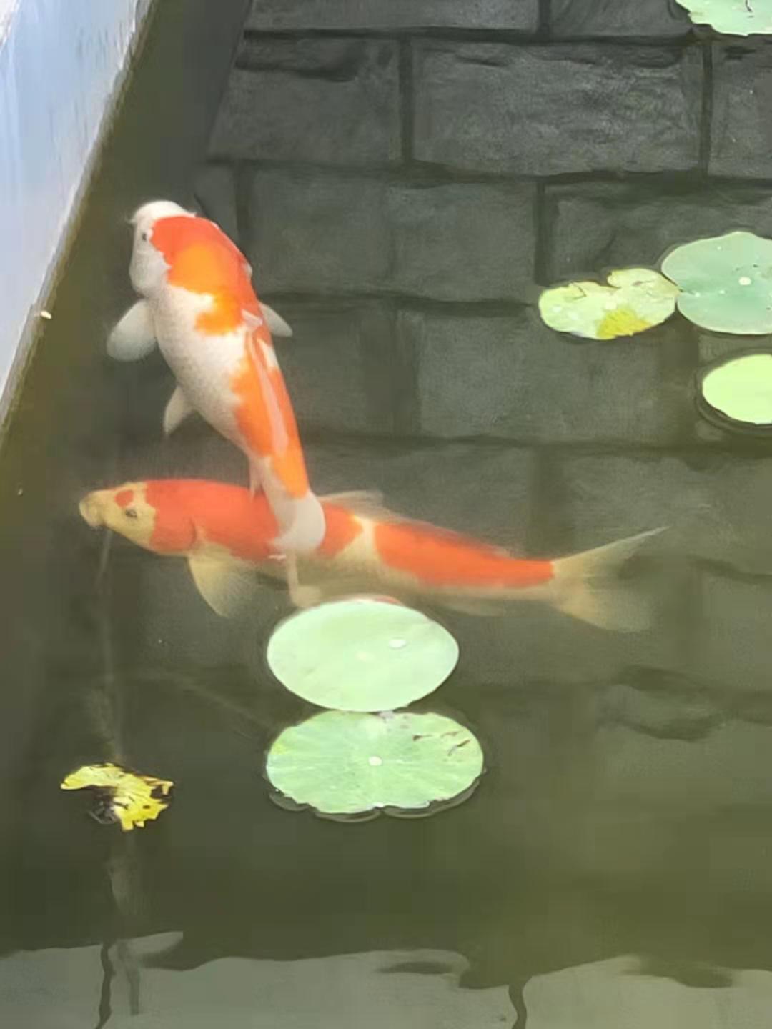 绝句的56种写法,七言绝句56个技巧