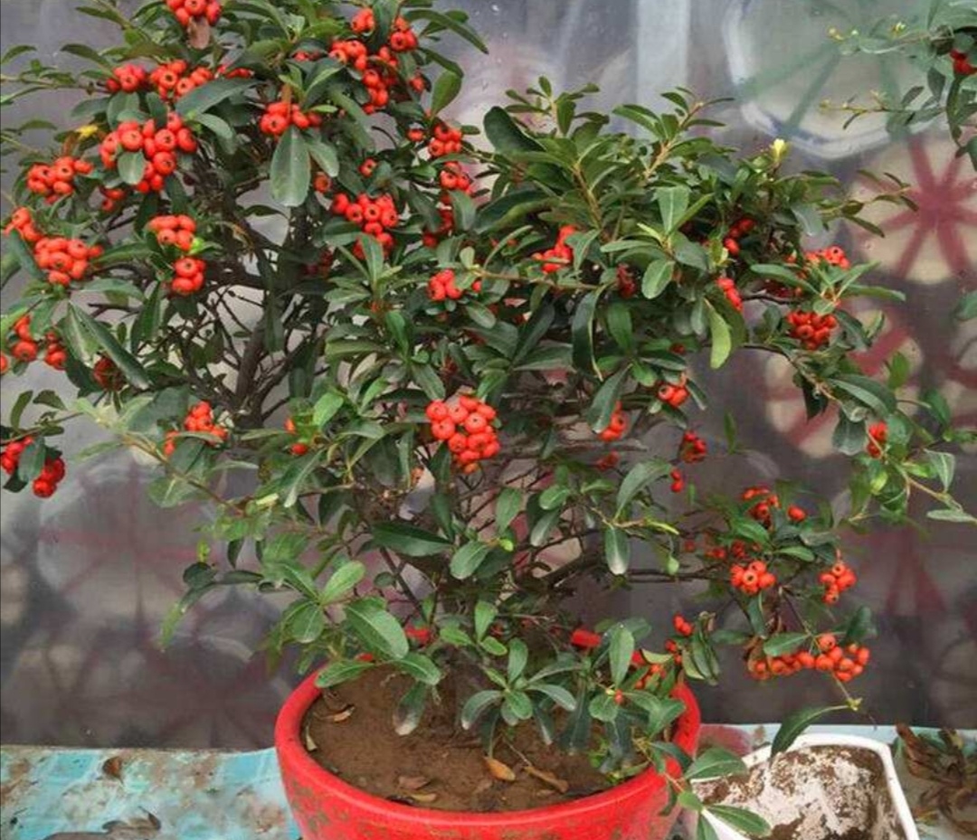 刚刚上盆的火棘干土可以浇水吗,火棘盆景如何养老桩