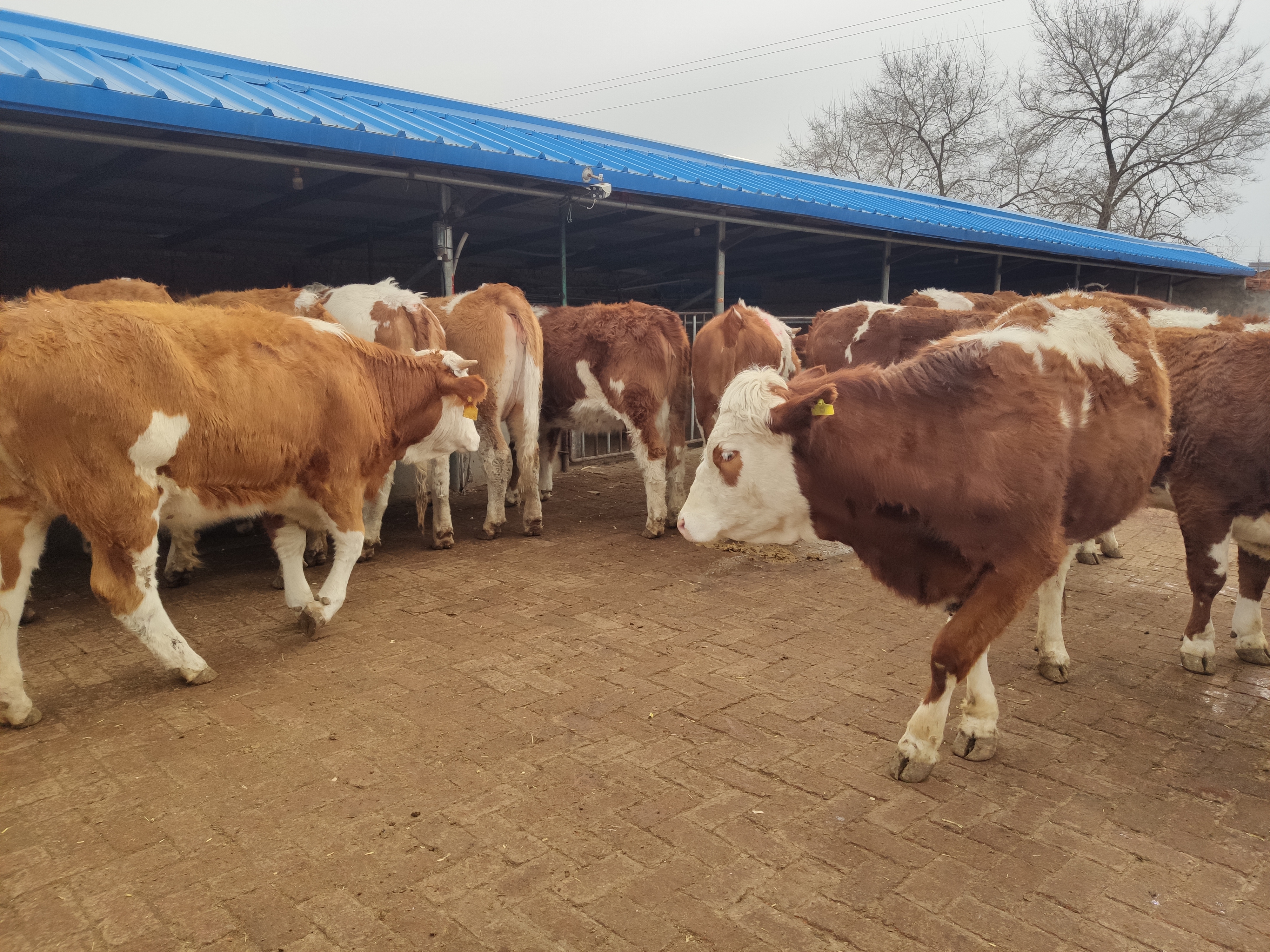 养牛暴跌养牛人该何去何从,养牛行情分析下跌的原因是什么