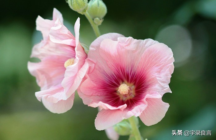 禅意感悟人生的经典句子,禅意人生感悟语录