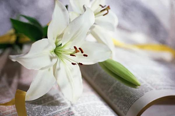 猫咪百合花粉中毒后怎么救,猫咪误食百合的症状