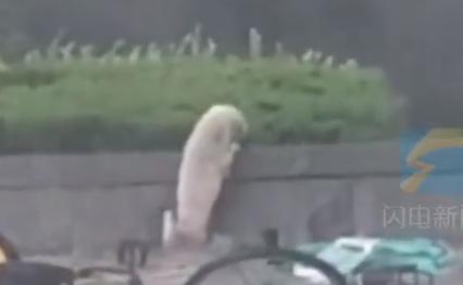 郑州遭遇特大暴雨主人带狗狗撤离,河南遭遇特大暴雨的小狗