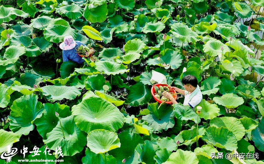 安徽七月,七月安徽景色