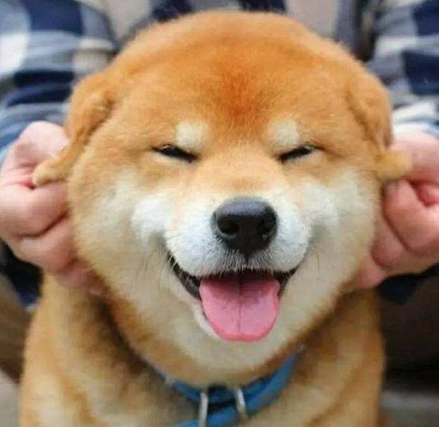 日本柴犬和国内的怎么不一样,日本柴犬怎么火起来的