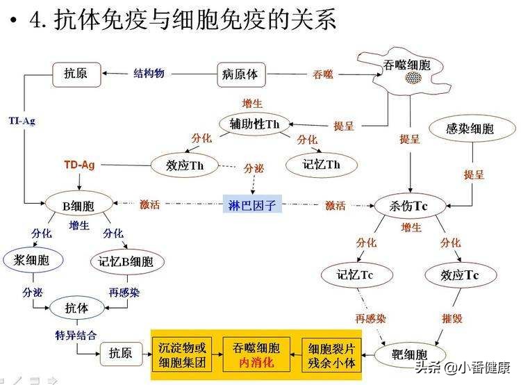 进入3期临床的乙肝新药,在研乙肝新药临床数据