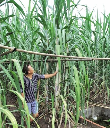 四川青皮甘蔗种植技术视频,四川种什么甘蔗最好产量又高