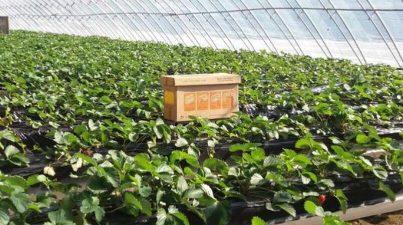 草莓授粉是同花授粉还是异花授粉,大棚种植草莓没有蜜蜂授粉行吗