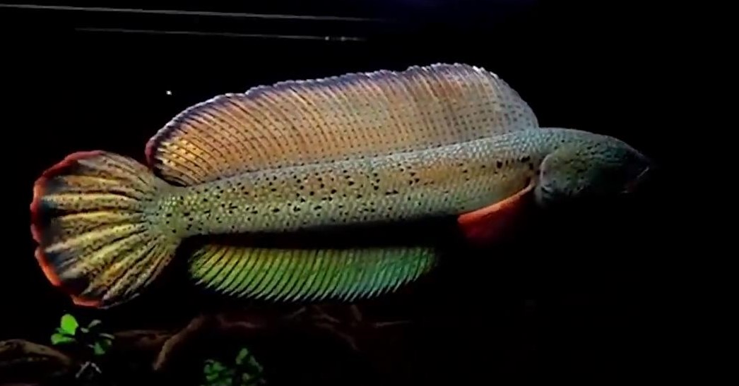 鱼缸里的油膜为什么会有危害,如何清除鱼缸油膜