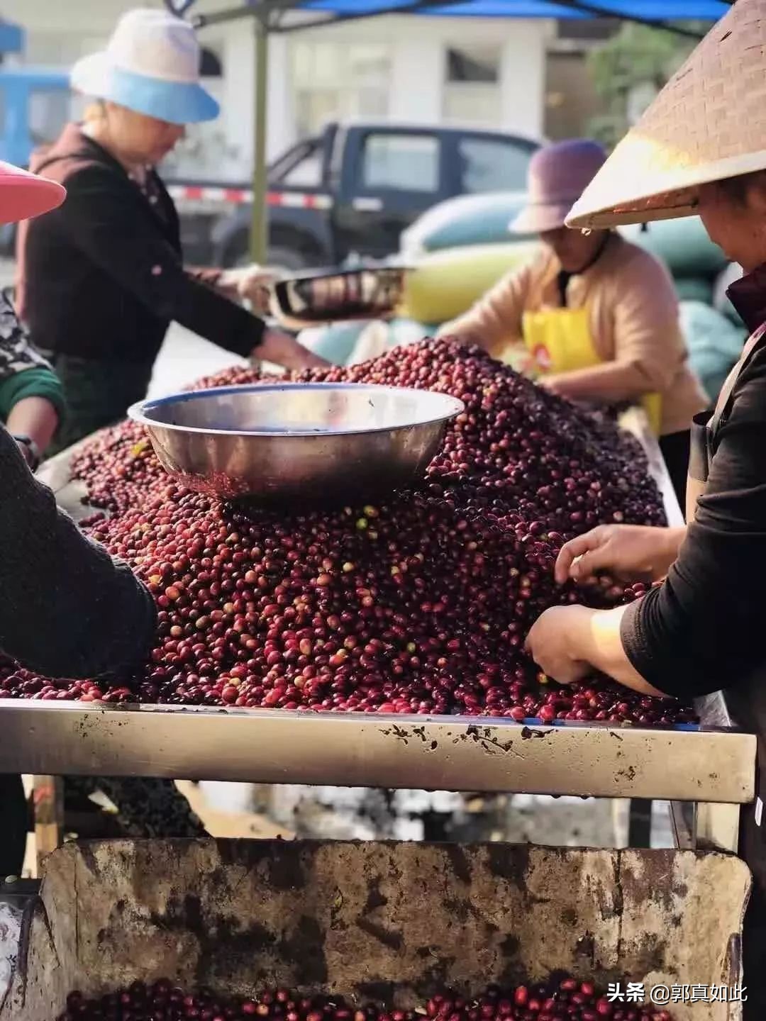 喝了这么多年的普洱,喝了这么多年茶