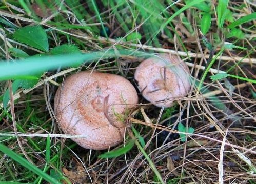 安徽宿松:农村不得不说的天然野味,80、90后肯定都吃过