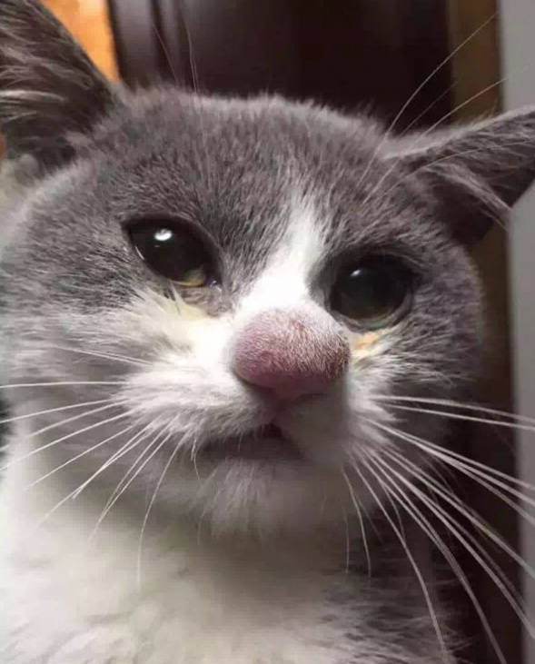 猫咪最不喜欢让人摸的部位,猫咪最喜欢被摸的5个位置