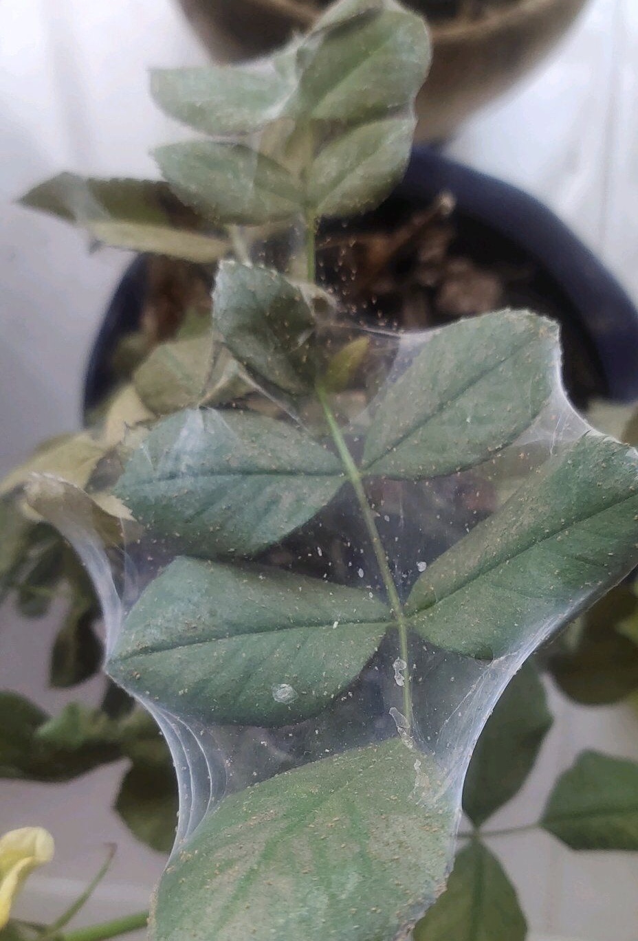 养花得了蚜虫蚧壳虫小黑飞，水里“加点它”，统统“灭干净”