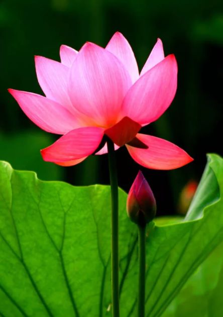 中国水墨荷花欣赏映日荷花别样红,映日荷花别样红写的是哪里的荷花