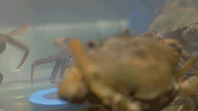 广州虾蟹火锅,油爆蟹火锅哪家好