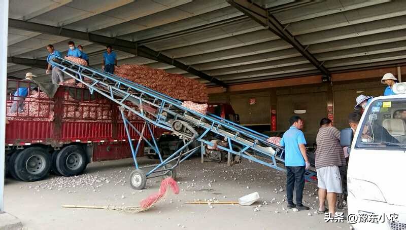 2019大蒜减产,2019年大蒜行情总结