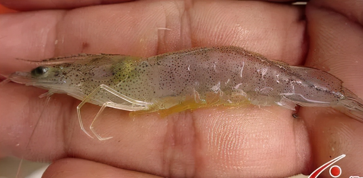 对虾不吃料是不是有虫,对虾有白便不吃料怎么样处理