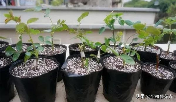 土壤缺少营养怎么补,土壤贫瘠改善