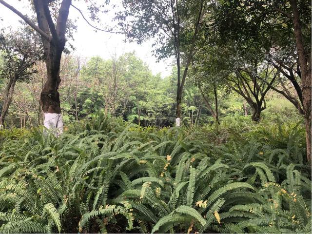 沙河著名的风景名胜,沙河世界级河流