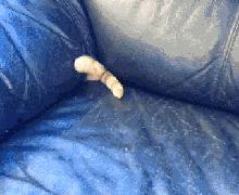 众所周知猫是液体吗,众所周知猫都是液体