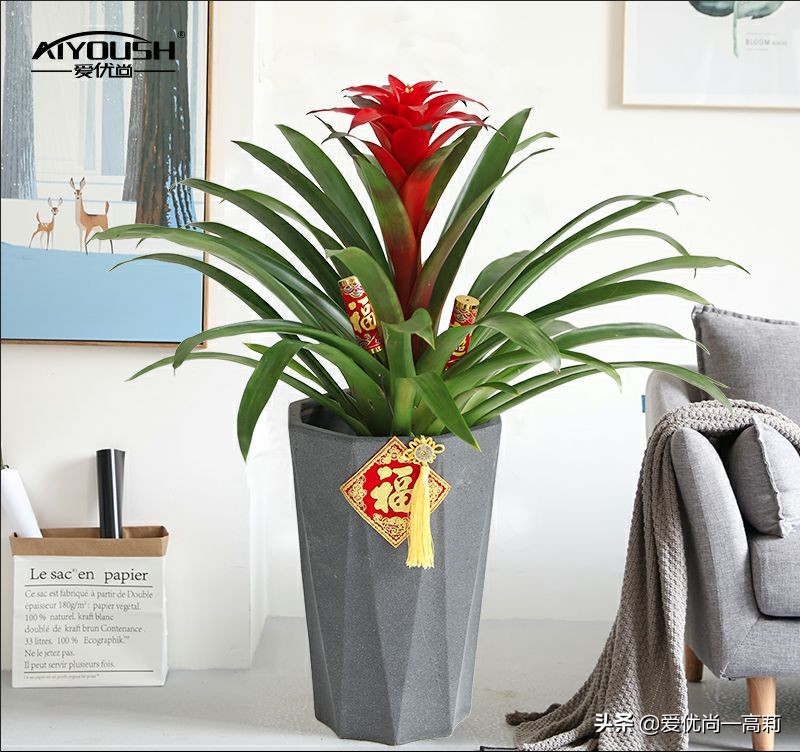 完美搭配,背阴阳台咱们也可以打造一个花园!