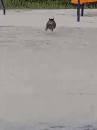 猫中最厉害的是橘猫吗,最胖的猫排名前十