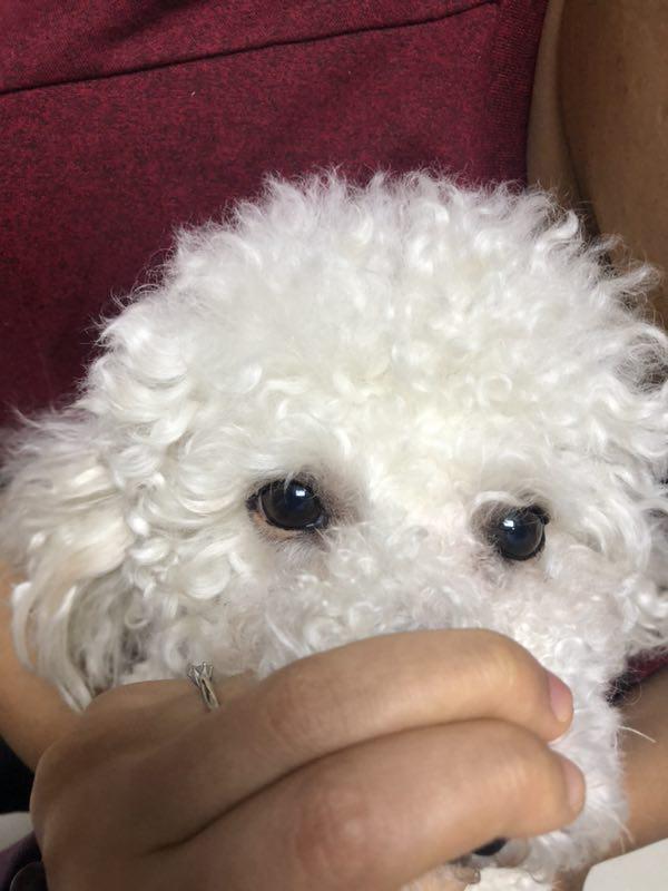 比熊有泪痕可以滴人的眼药水吗,比熊吃什么牌子狗粮能消除泪痕