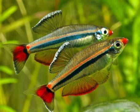 十大养不死的热带鱼观赏鱼排名,十大养不死的小型热带鱼