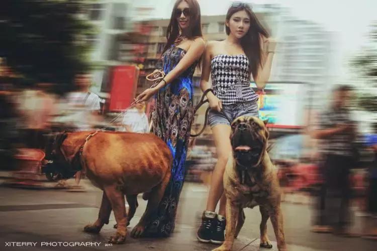 肌肉型猛犬图片,最帅最有气质的猛犬