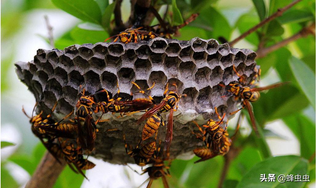 蜜蜂养殖户面对马蜂的攻击，想了几种防治马蜂的办法，哪种最有效