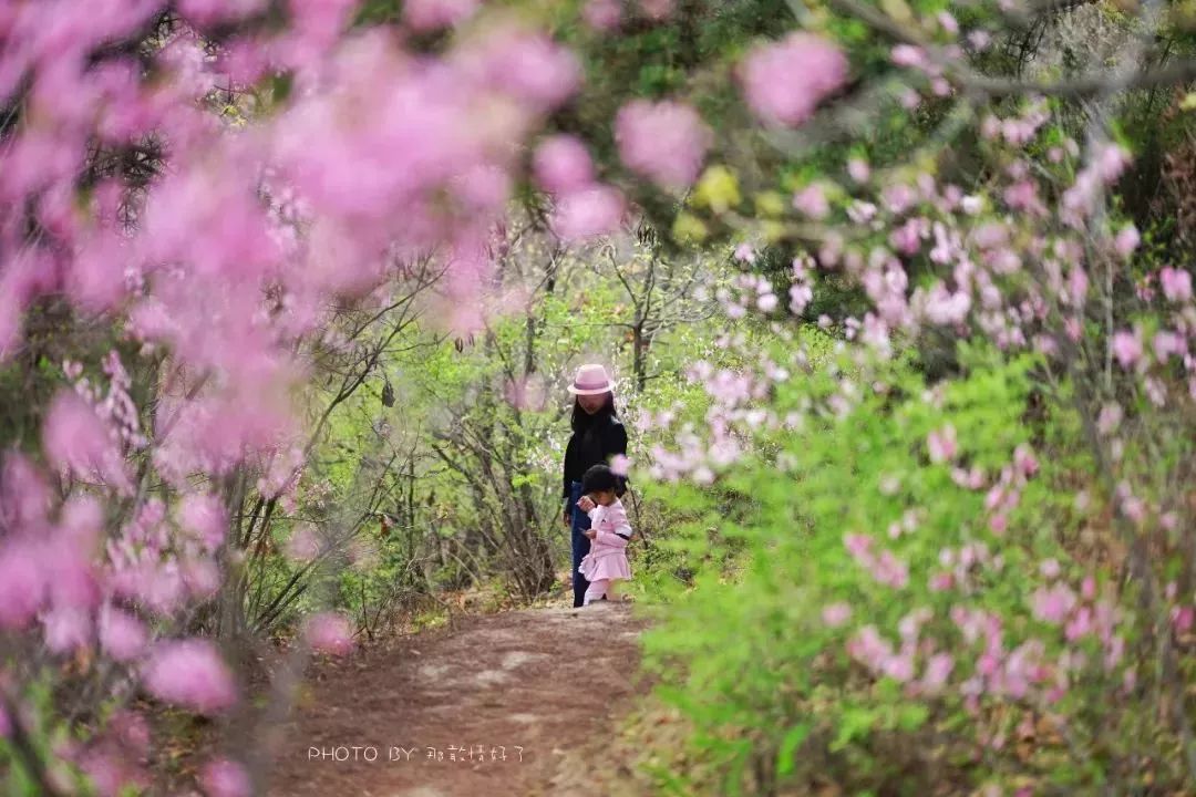 京郊童话树屋,京郊最美童话树屋