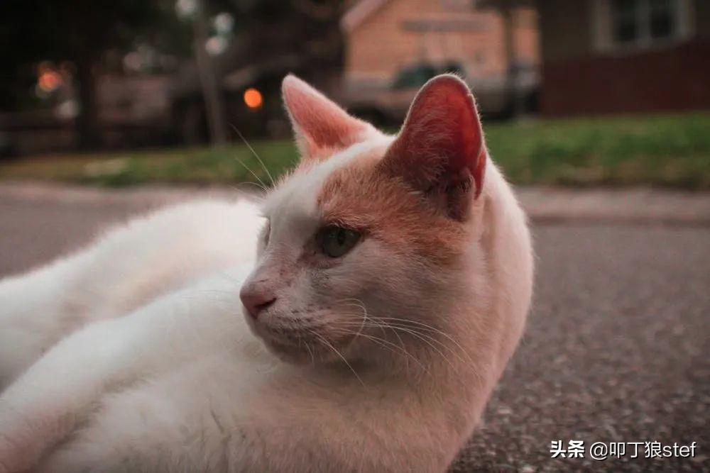程序员养猫是什么感受,公司程序员需要养猫吗