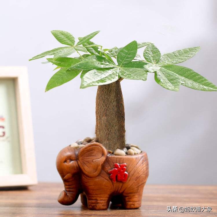 发财树夏天放屋里还是放外面,家里发财树如何养才能长得茂盛