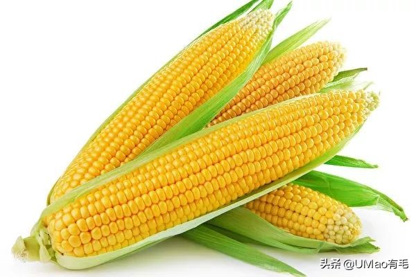 猫粮黄曲霉素中毒,猫吃了毒猫粮慢性中毒