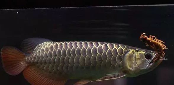 怎么让龙鱼改掉偏食,如何预防龙鱼的偏食性疾病