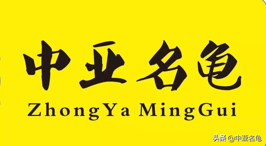 养龟推荐新手养法,养龟小知识学完后秒变养龟达人