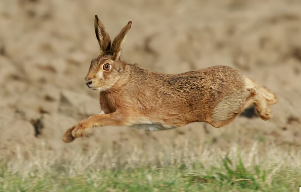 抓野兔被抓怎么处罚,男子抓野猪被民警抓
